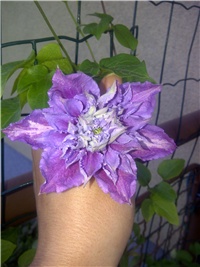 4609cfce-IMG-20130515-00057 (2).jpg